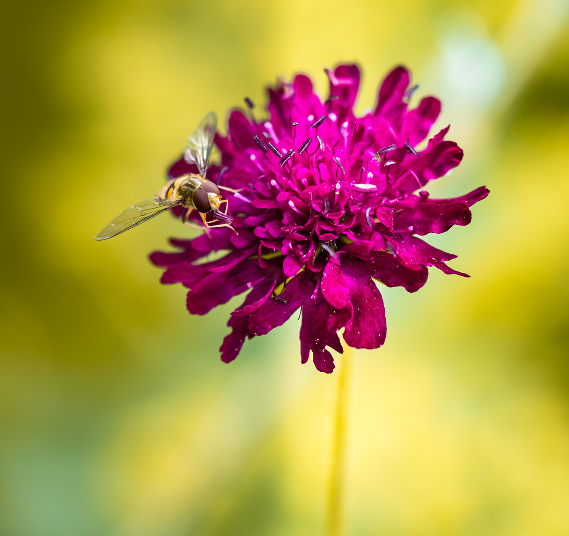 Auch Schwebfliegen lieben Blümchen!