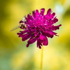 Auch Schwebfliegen lieben Blümchen!