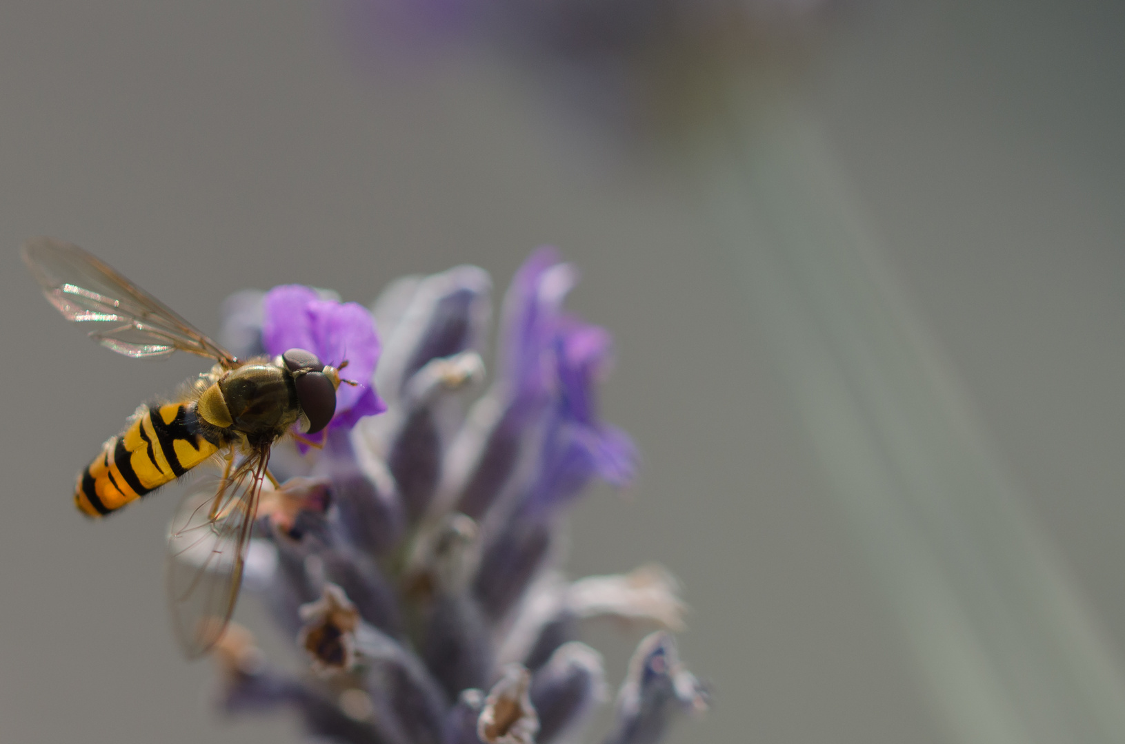 Auch Schwebfliegen mögen Lavendel