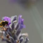 Auch Schwebfliegen mögen Lavendel