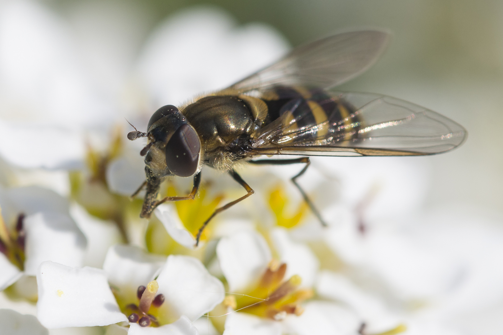 Auch Schwebfliegen schmeckt der Nektar