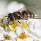 Auch Schwebfliegen schmeckt der Nektar