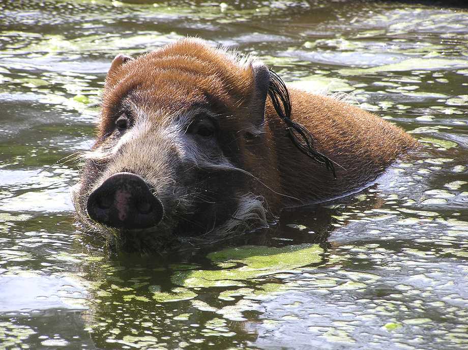 auch Schweine baden !!!