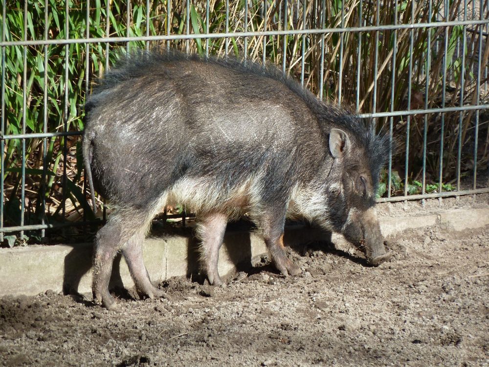 Auch Schweine genießen die Sonne...