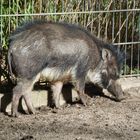 Auch Schweine genießen die Sonne...