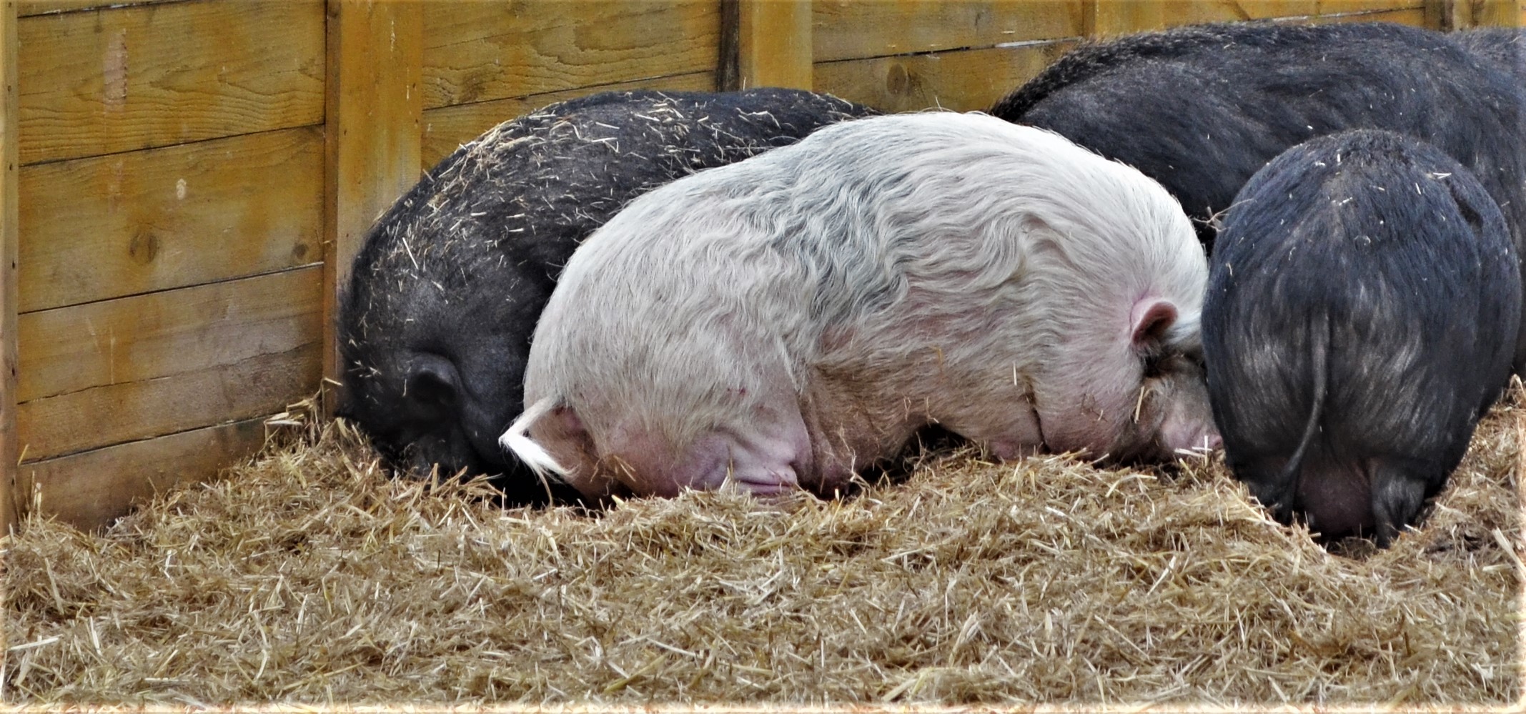 auch Schweine leben schon in einem Gnadenhof....