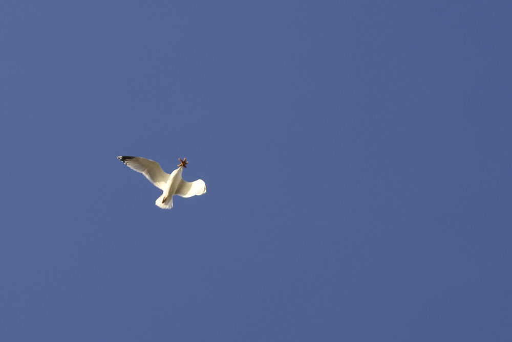 Auch Seesterne können fliegen...