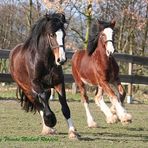 ... auch Shire Horses können rennen....