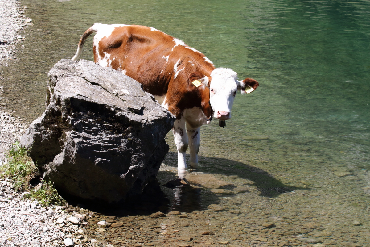 Auch Sie braucht Ihre Abkühlung im Bergsee