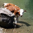 Auch Sie braucht Ihre Abkühlung im Bergsee