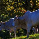 auch sie genießen den sonnigen Herbst