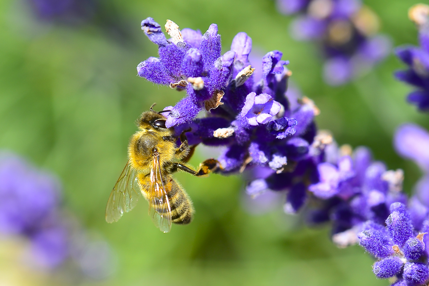 Auch sie liebt Lavendel