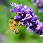 Auch sie liebt Lavendel