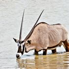 Auch Sie muß einmal trinken, Oryx an der Okaukuejo- Wasserstelle