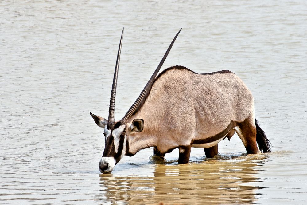 Auch Sie muß einmal trinken, Oryx an der Okaukuejo- Wasserstelle