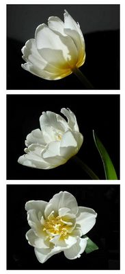 Auch sie schaut in die Kamera