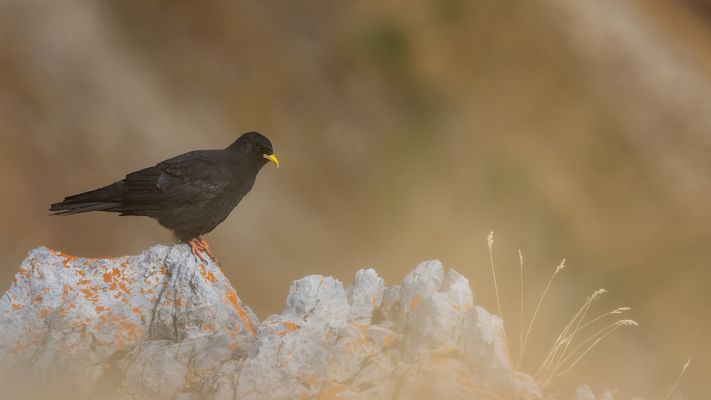 auch sie sind bewohner