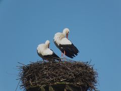 Auch sie sind wieder da