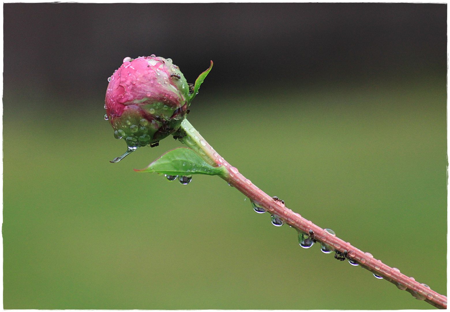 Auch sie steht im Regen, die Pfingstrose