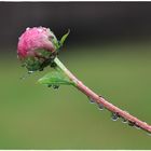 Auch sie steht im Regen, die Pfingstrose