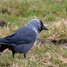 Auch sie war ein "Fladenpicker" Dohle (Corvus monedula)