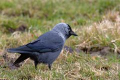 Auch sie war ein "Fladenpicker" Dohle (Corvus monedula)