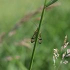 Auch Skorpionfliegen lieben Versteckspiele