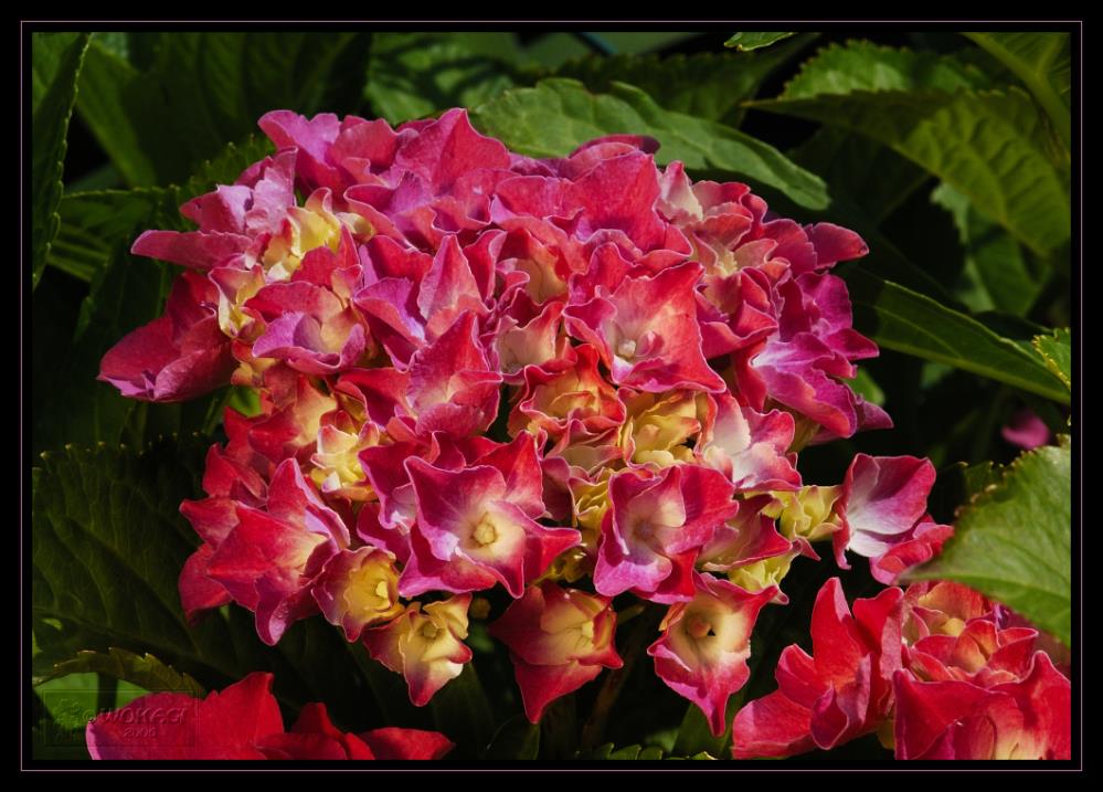 Auch so etwas findet man in unserem Garten. Die Hortensie.