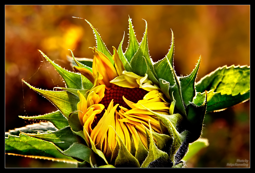 Auch Sonnenblumen gehen schlafen