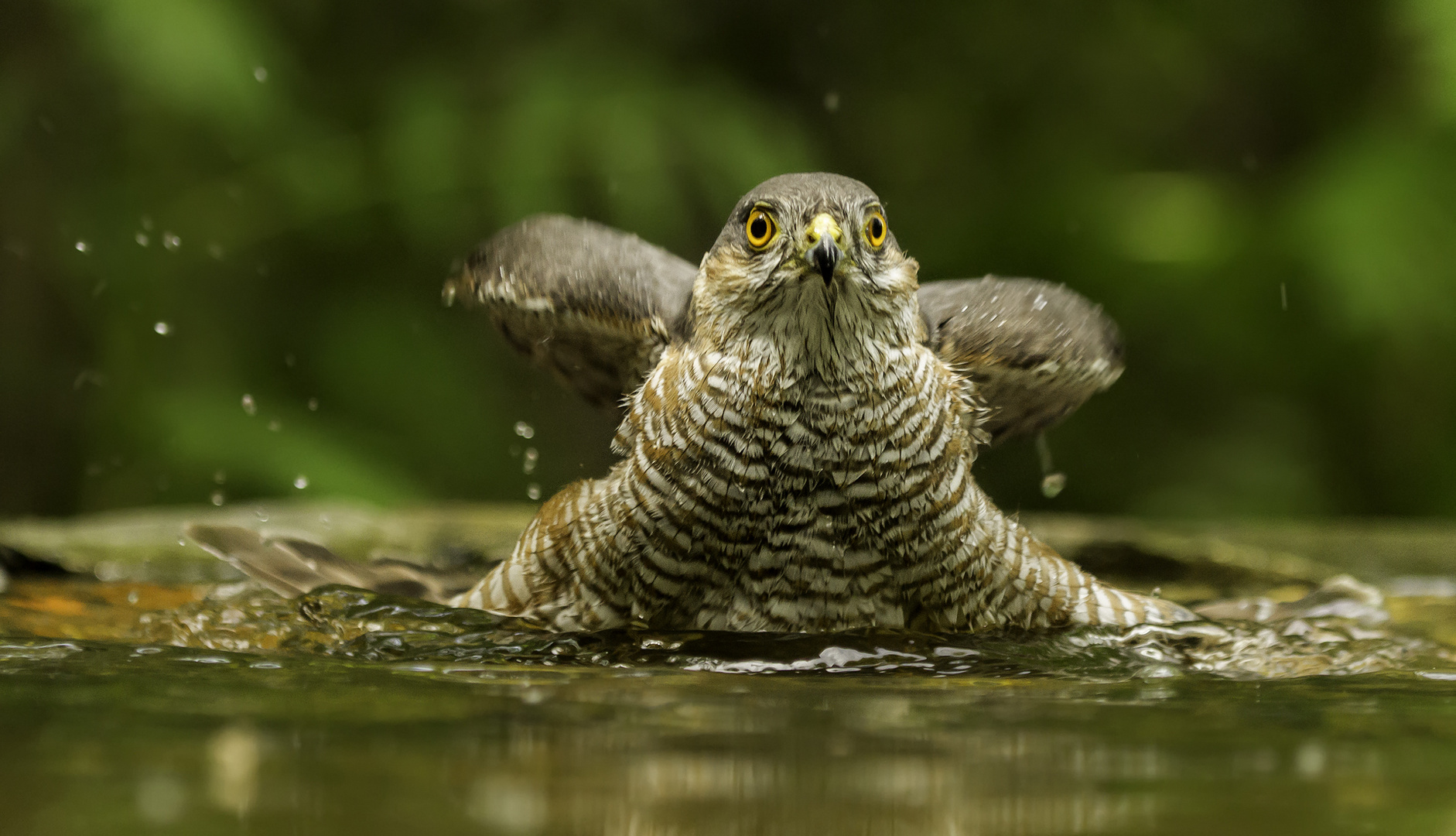 Auch Sperber baden...