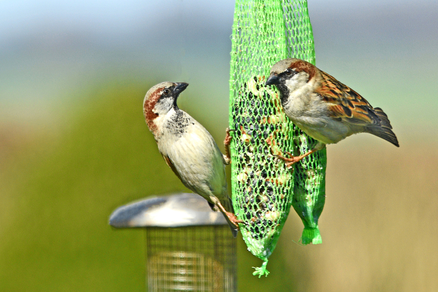 Auch Sperlinge haben Hunger