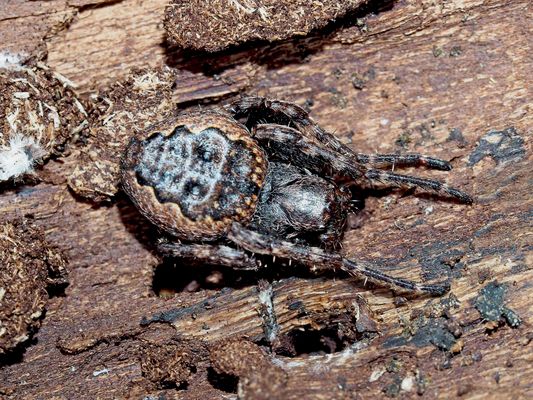 Auch Spinnen spielen im Oekosystem eine wichtige Rolle ...