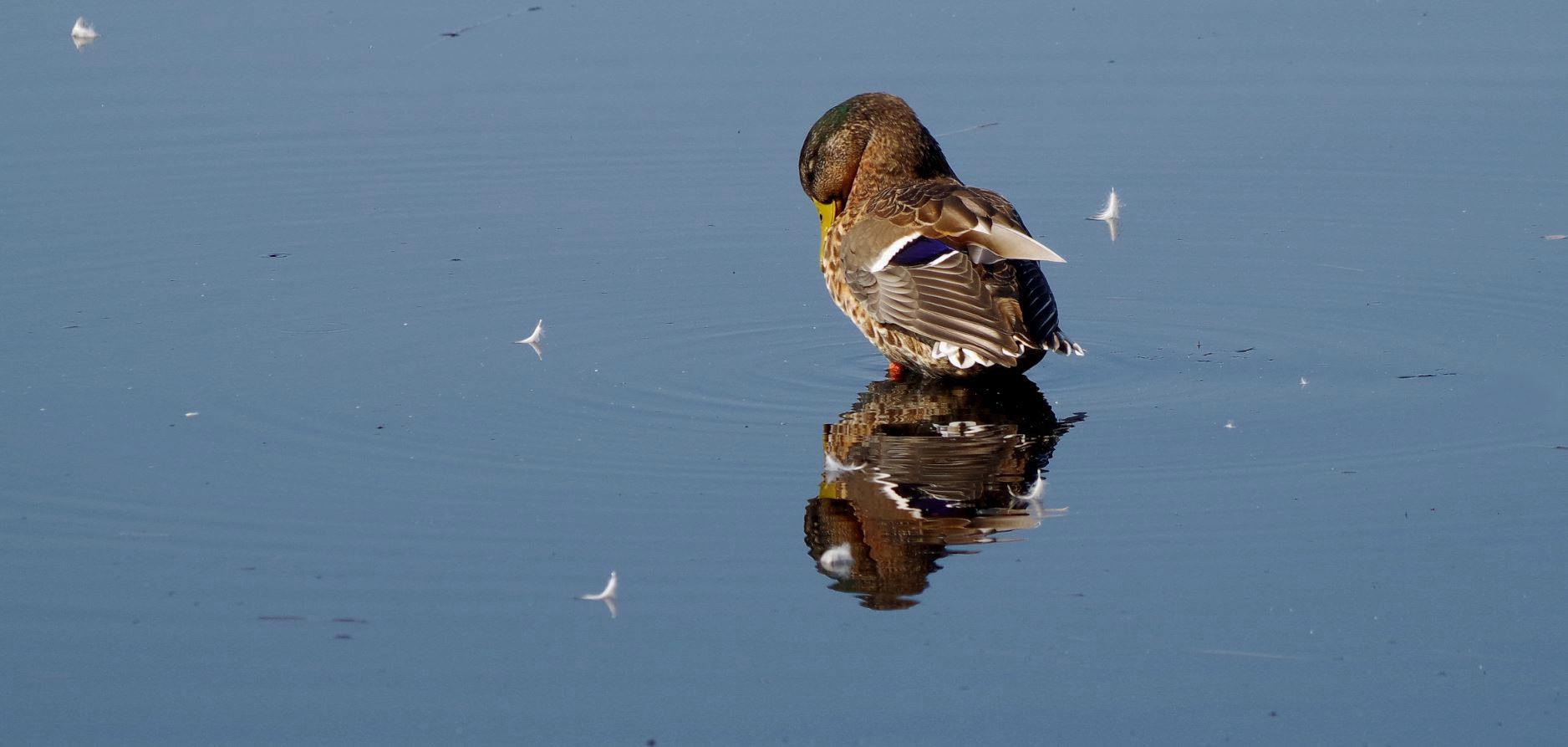 Auch Stockenten spiegeln sich ;-)