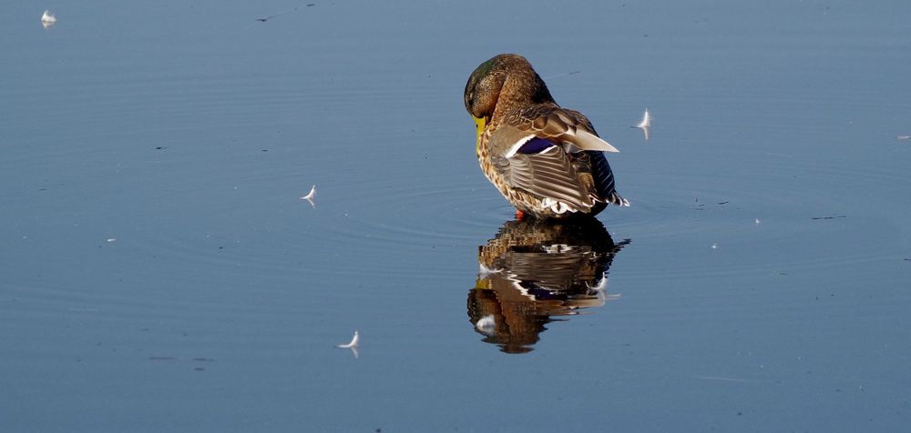 Auch Stockenten spiegeln sich ;-)