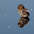 Auch Stockenten spiegeln sich ;-)