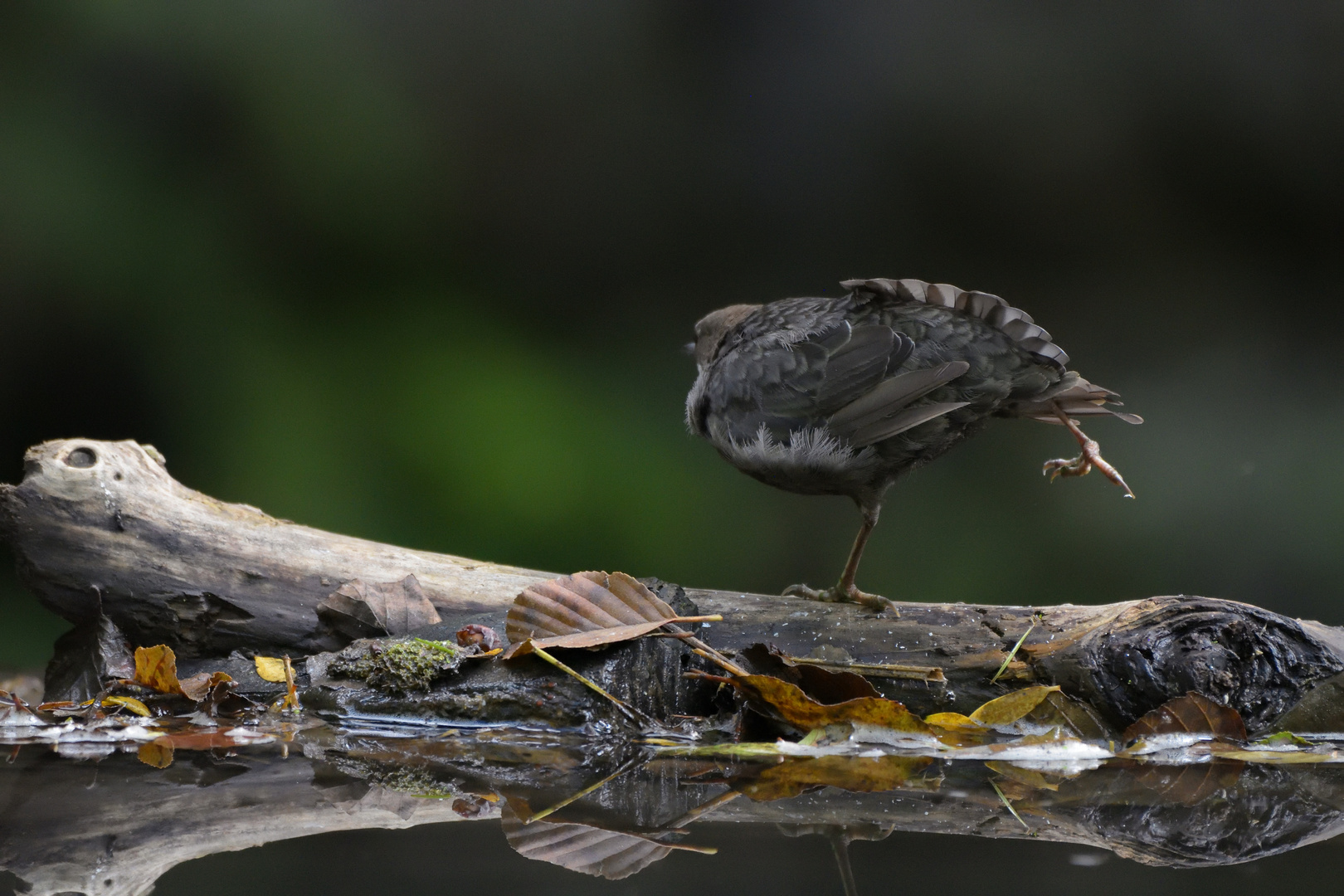 Auch Stretching gehört zur Tagesroutine; Wasseramsel, Plombières, Belgien