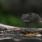 Auch Stretching gehört zur Tagesroutine; Wasseramsel, Plombières, Belgien