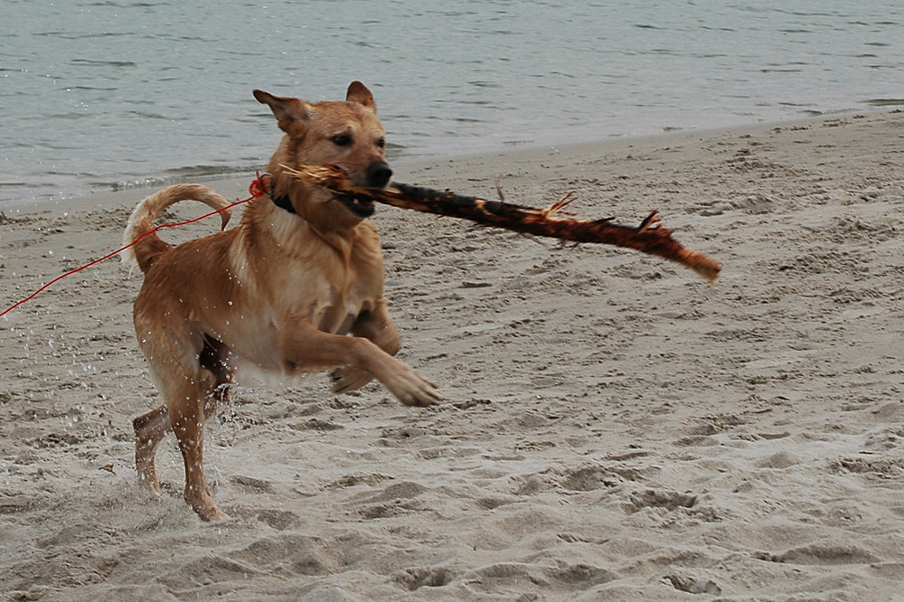 Auch taube Hunde können schwimmen gehen