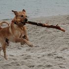 Auch taube Hunde können schwimmen gehen