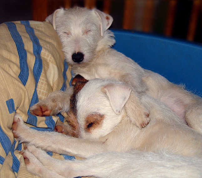 Auch Terrier können müde sein ;) Foto & Bild tiere, haustiere, hunde