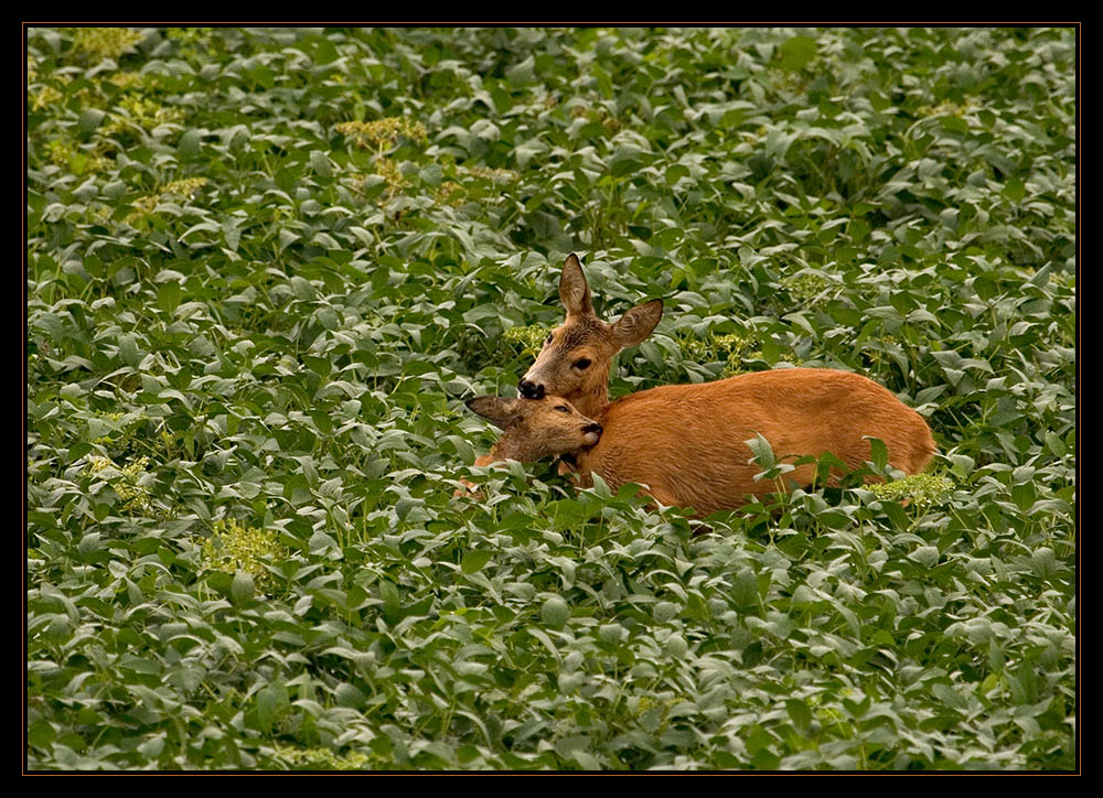 Auch Tierbabys brauchen Mutterliebe!!!