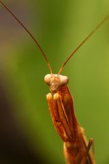 Auch Tiere können beten