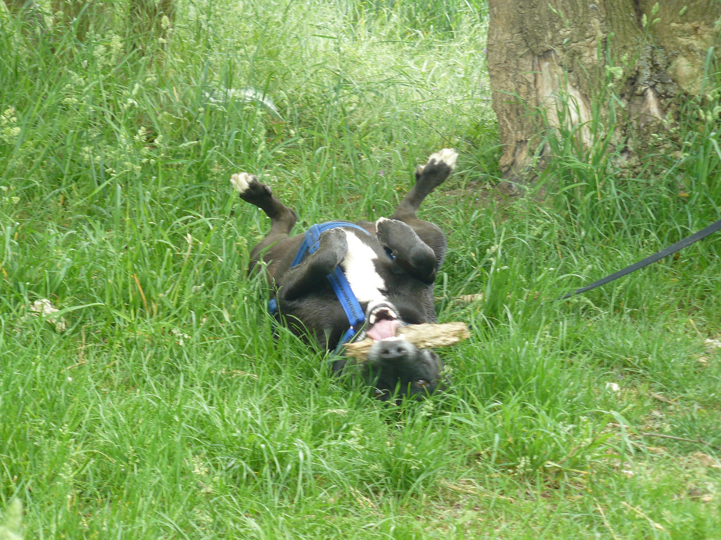 Auch Tierheimhunde können glücklich sein