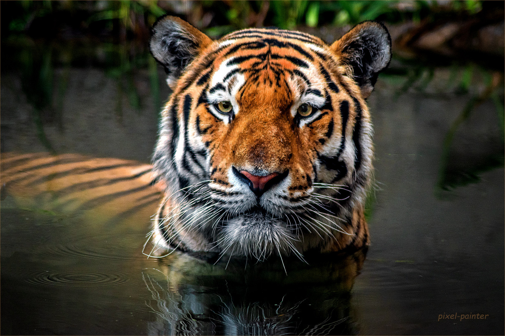 ... auch Tiger brauchen mal eine Abkühlung  