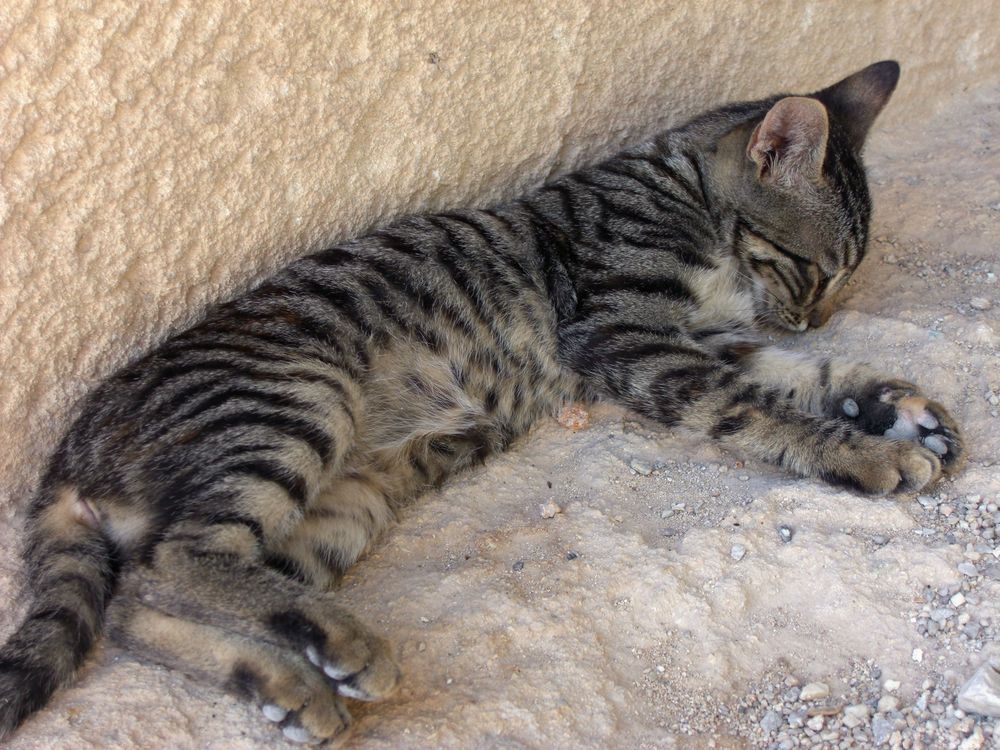 auch Tiger brauchen Schlaf von NadjaM 