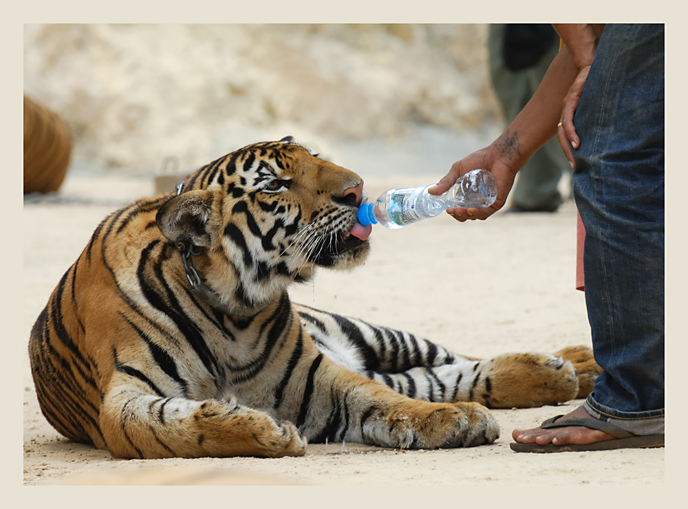 Auch Tiger haben Durst