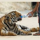 Auch Tiger haben Durst