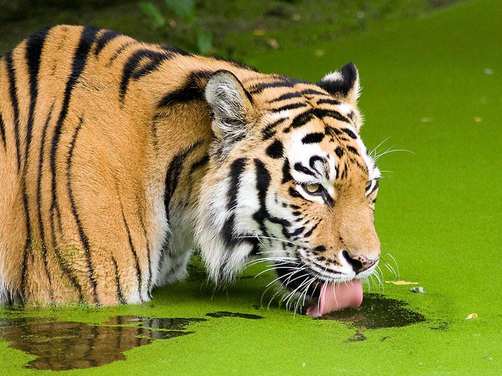 Auch Tiger haben mal Durst.