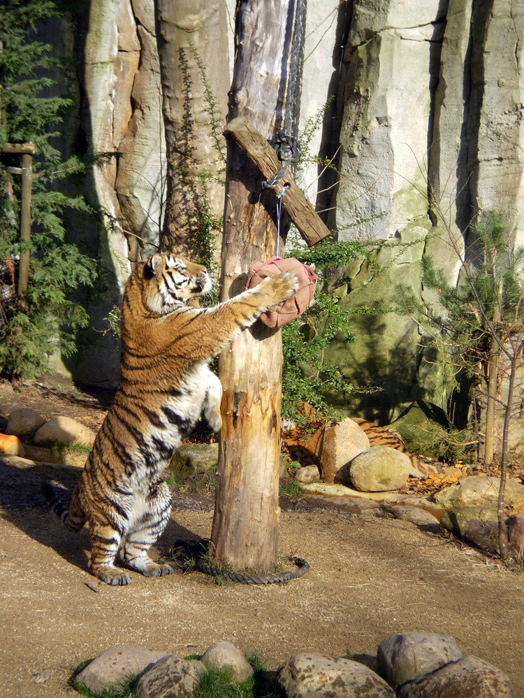 Auch Tiger wollen nur spielen