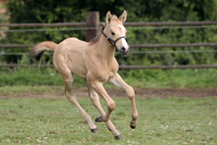 ...auch Toffee (Cream Toffee) bevorzugt im Moment den Galopp...